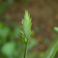 Rungia pectinata (L.) Nees